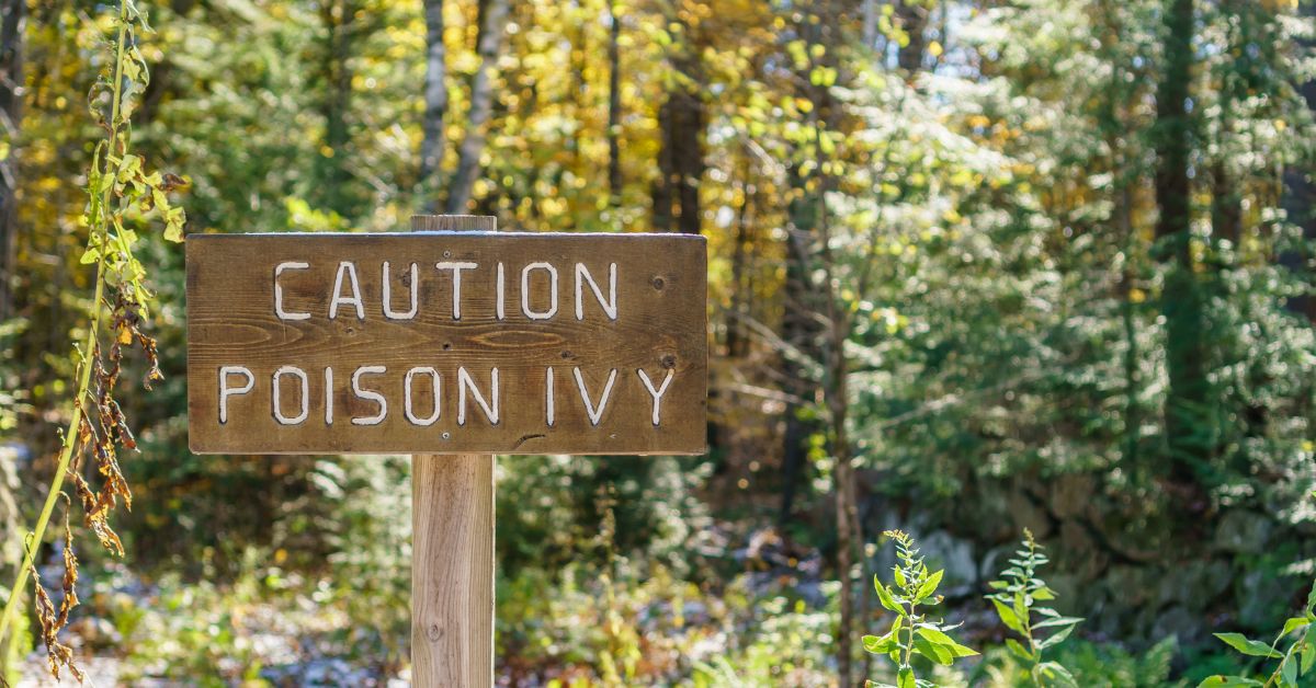 Poison Ivy Rash 101: Everything You Need To Know | Bon Secours Blog